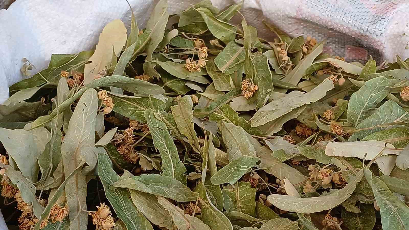 Ihlamura talep çok, ürün az
